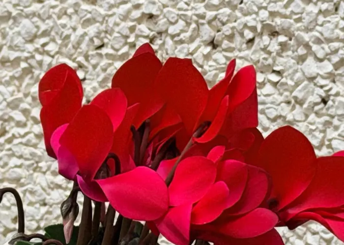 Apartmán Vut Plaza Florida - Parking Gratis *